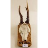 A pair of roebuck horns with skull mounted on a plaque