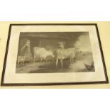 A large Victorian black and white print of Prize Jersey Cows after Edwin Douglas - 49 x 84cm