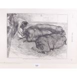 An etching of prize pigs from The Graphic - unframed