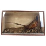 Cased Cock Pheasant by D. Newby