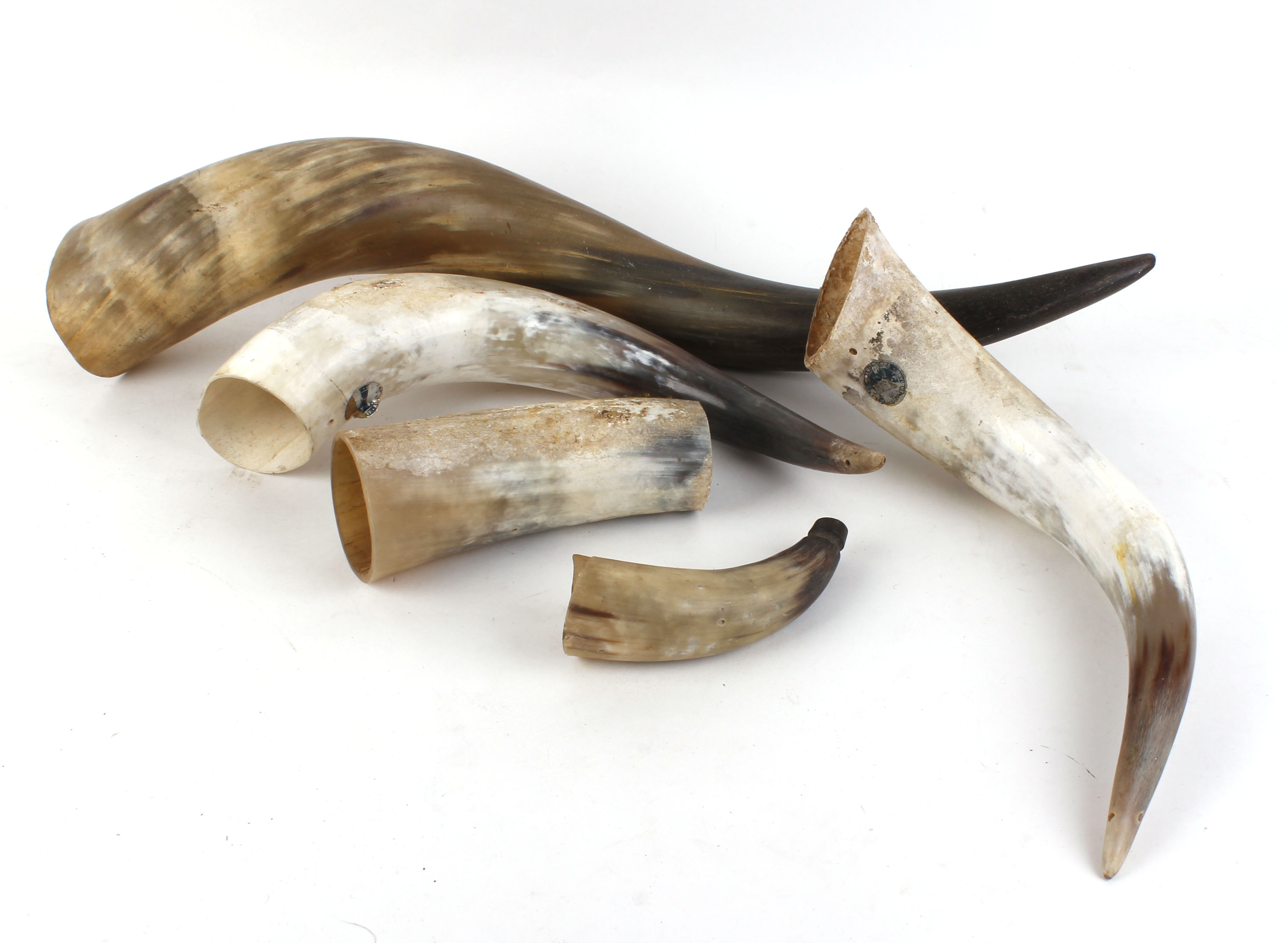 Five various cow horns