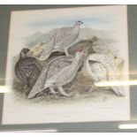 After John Guille Millais (1865-1931), 'Hybrid Blackgame and Grouse', lithographic print,