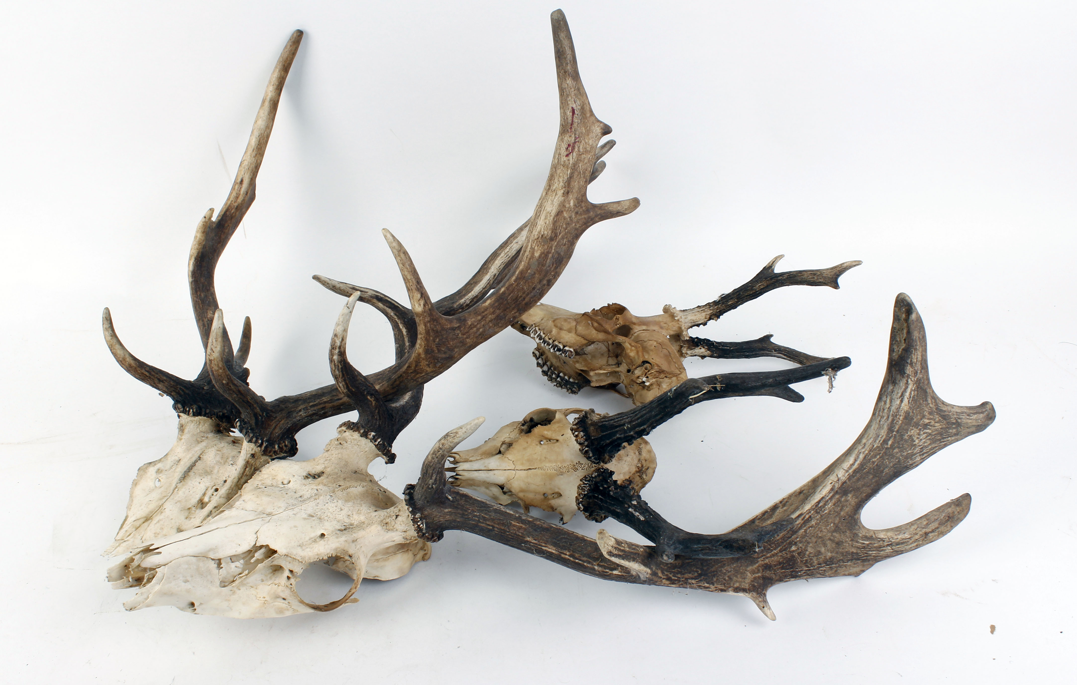 Quantity of various trophy antlers