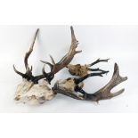 Quantity of various trophy antlers