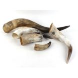 Five various cow horns