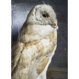 Taxidermy, a vintage mounted Barn Owl, Circa 1930, in cream painted wooden case ( broken glass) with