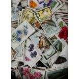 Cigarette Cards, Flora & Fauna, a collection of loose Will's cards, to include Roses A, 2nd and