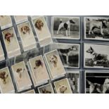 Cigarette Cards, Dogs, a selection of sets by various Manufacturers to include Moustafa Ltd Leo