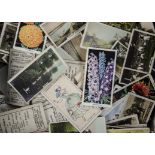 Cigarette Cards, Cavanders and Carreras, a quantity of loose cards, various sets (mixed
