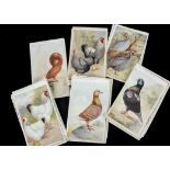 Postcards loose, a collection of approx 50 cards, mostly given with Feathered World of Poultry and