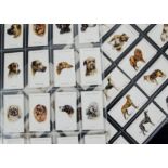Cigarette Cards, Dogs, a variety of sets by Players, to include Dogs by Wardle (Heads and Full