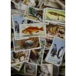 Cigarette Cards, Flora & Fauna, a collection of loose Players cards from various sets to include