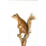 Taxidermy, a vintage mounted Red Squirrel , on tree branch for wall hanging.