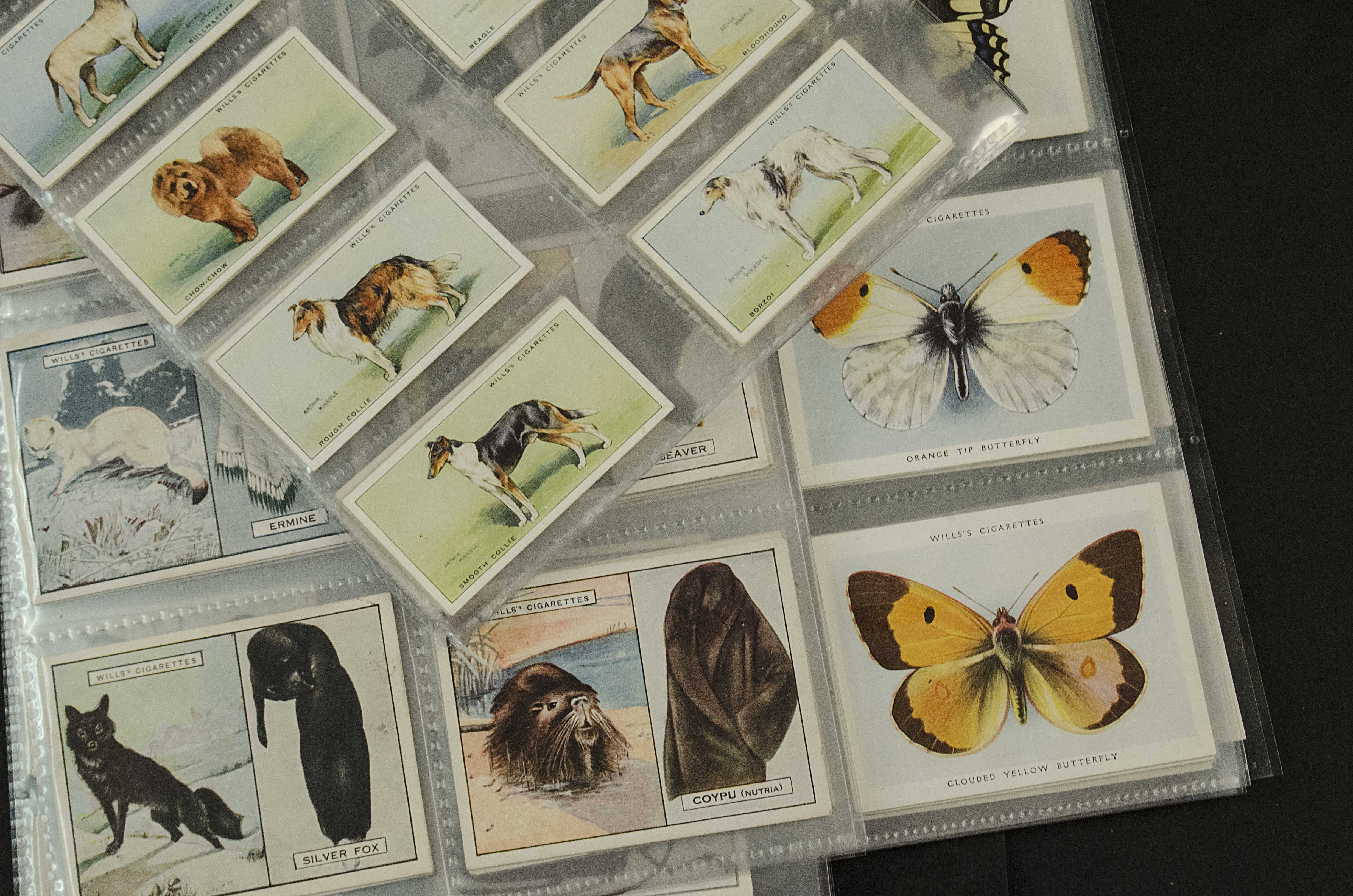 Cigarette Cards, Animals, Wills sets, a collection to include New Zealand Butterflies, Moths &