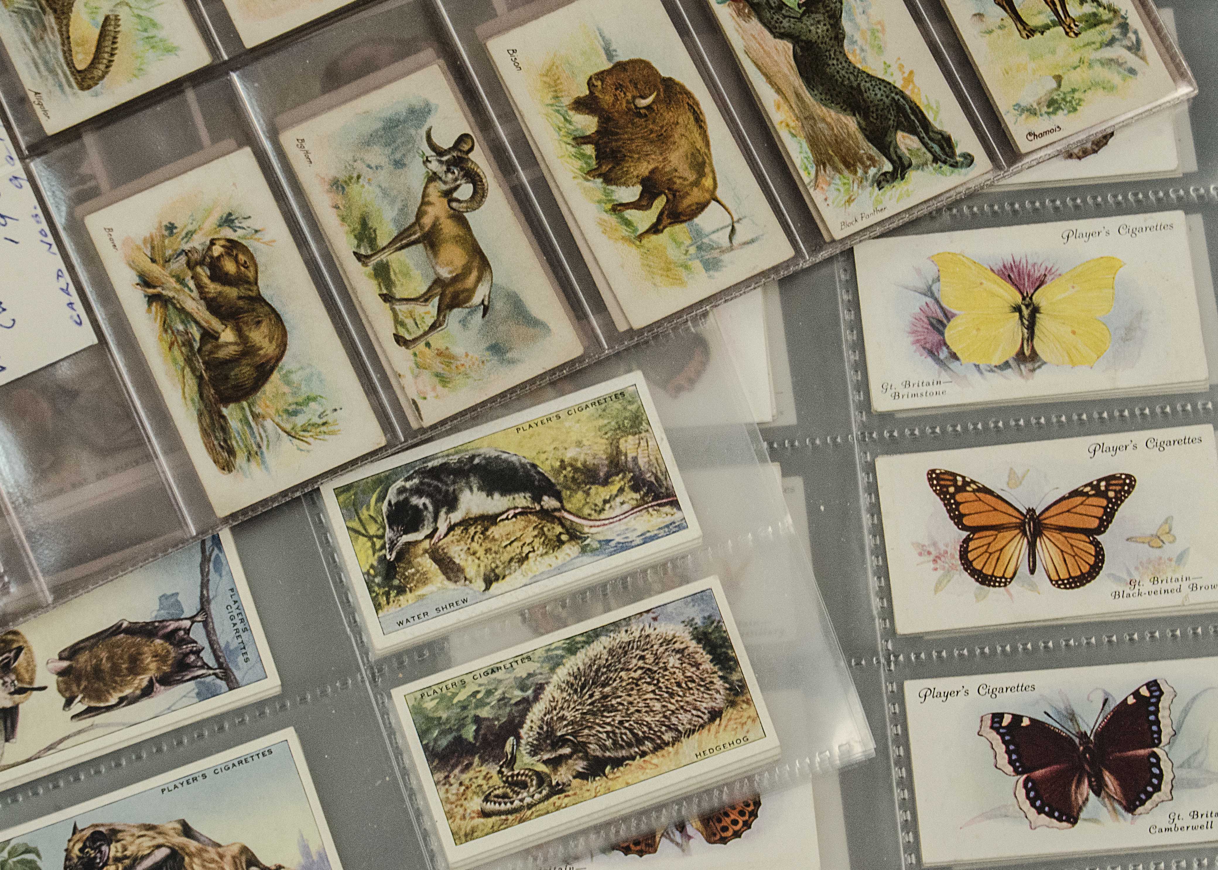 Cigarette Cards, Animals, Players sets, to include Butterflies, Sea Fishes, Natural History, Wild