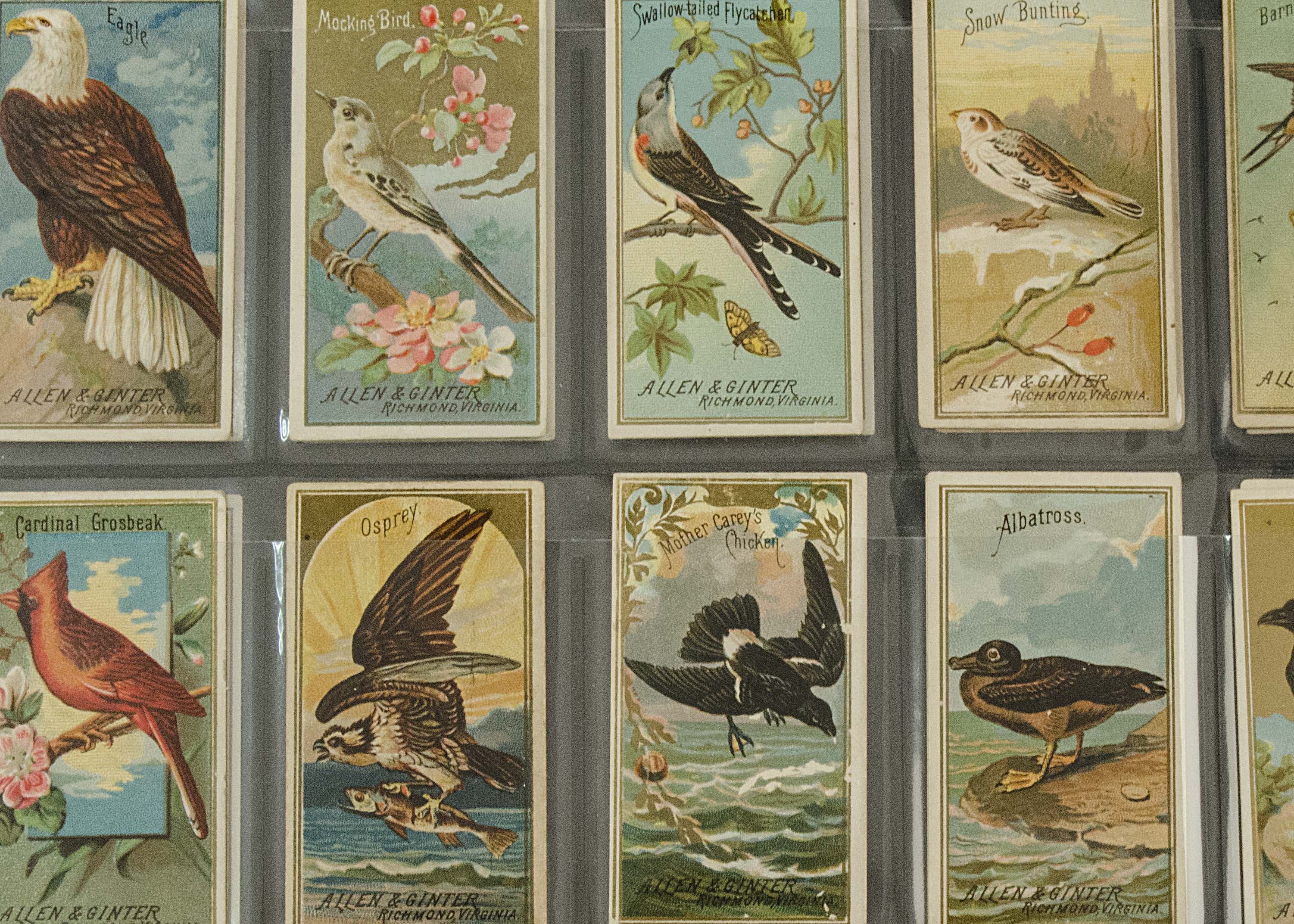 Foreign Cigarette Cards, Allen & Ginter (USA), Birds of America (part set 31/50)(gd)