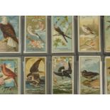 Foreign Cigarette Cards, Allen & Ginter (USA), Birds of America (part set 31/50)(gd)