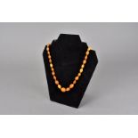 An Art Deco period amber bead necklace, the toffee and caramel oval beads from 1.8cm to 1cm in