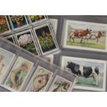 Cigarette Cards, Animals & Nature, Players British Pedigree Stock (X), Churchman's Natures