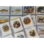 Cigarette Cards, Mixture, L size cards to name Players Cats (15/24), Fresh Water Fishes (24) Zoo