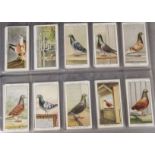 Cigarette Cards, Racing Pigeons, Ogden's Racing Pigeons (gd)