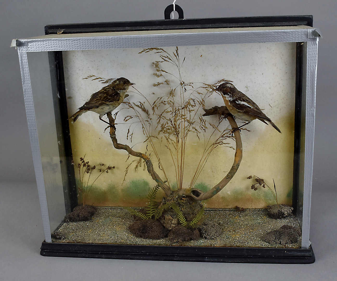 Two cased taxidermy studies, thrushes in naturalistic landscape, 34 cm x 40 cm x 15 cm and a similar - Image 3 of 3