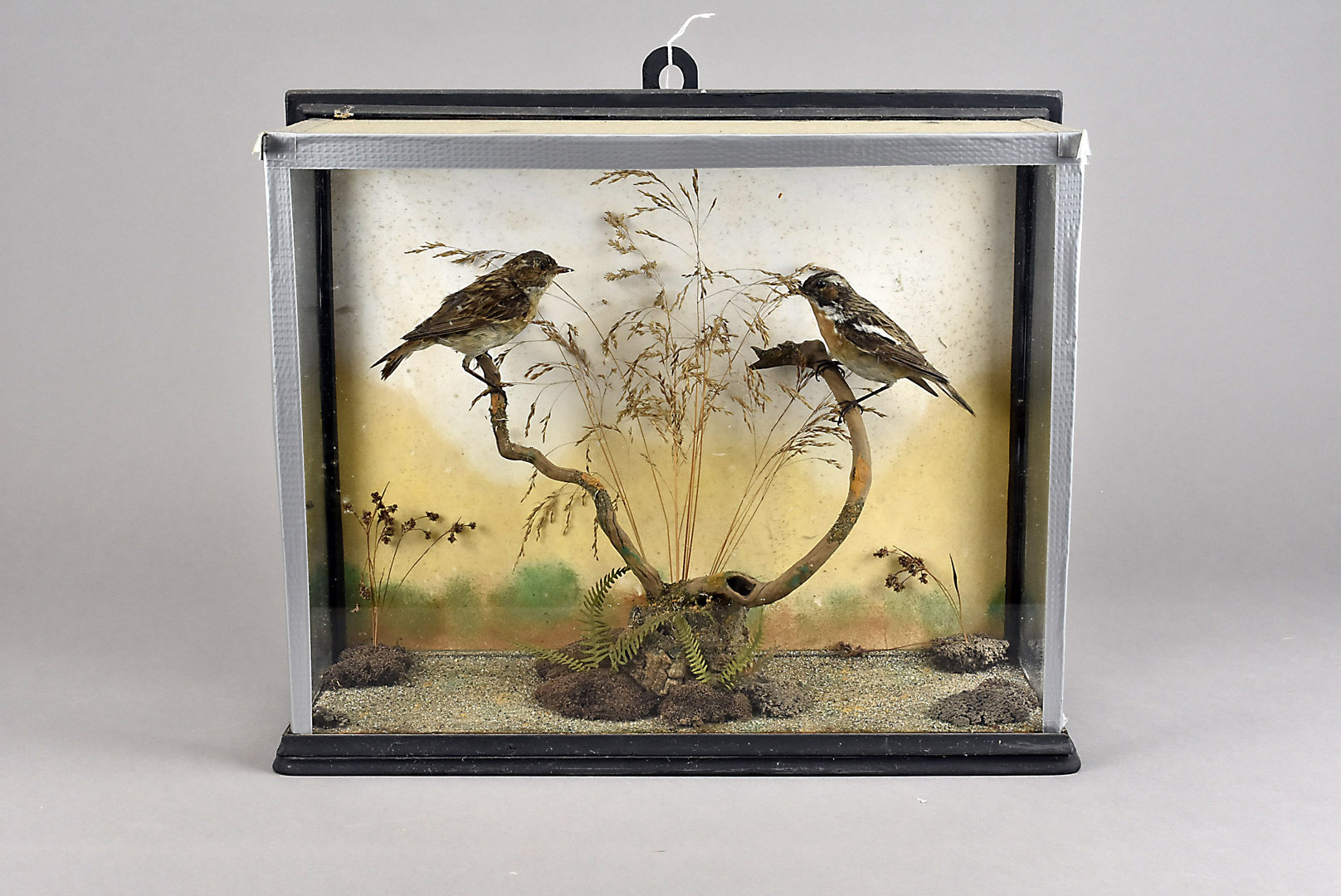 Two cased taxidermy studies, thrushes in naturalistic landscape, 34 cm x 40 cm x 15 cm and a similar