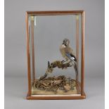 A cased taxidermy study, jay atop branch in naturalistic landscape, 60 cm x 32 cm x 38 cm