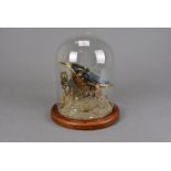 A taxidermy of a kingfisher, the small bird standing on a twig within a sandy bush, in dome with