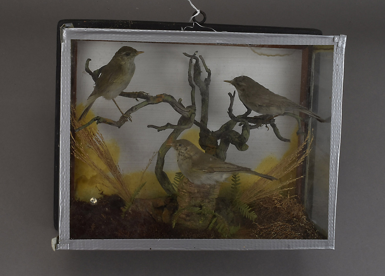 Two cased taxidermy studies, thrushes in naturalistic landscape, 34 cm x 40 cm x 15 cm and a similar - Image 2 of 3