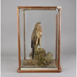 A cased taxidermy study, hen harrier standing atop stump on naturalistic base, 61 cm x 32 cm x 38 cm