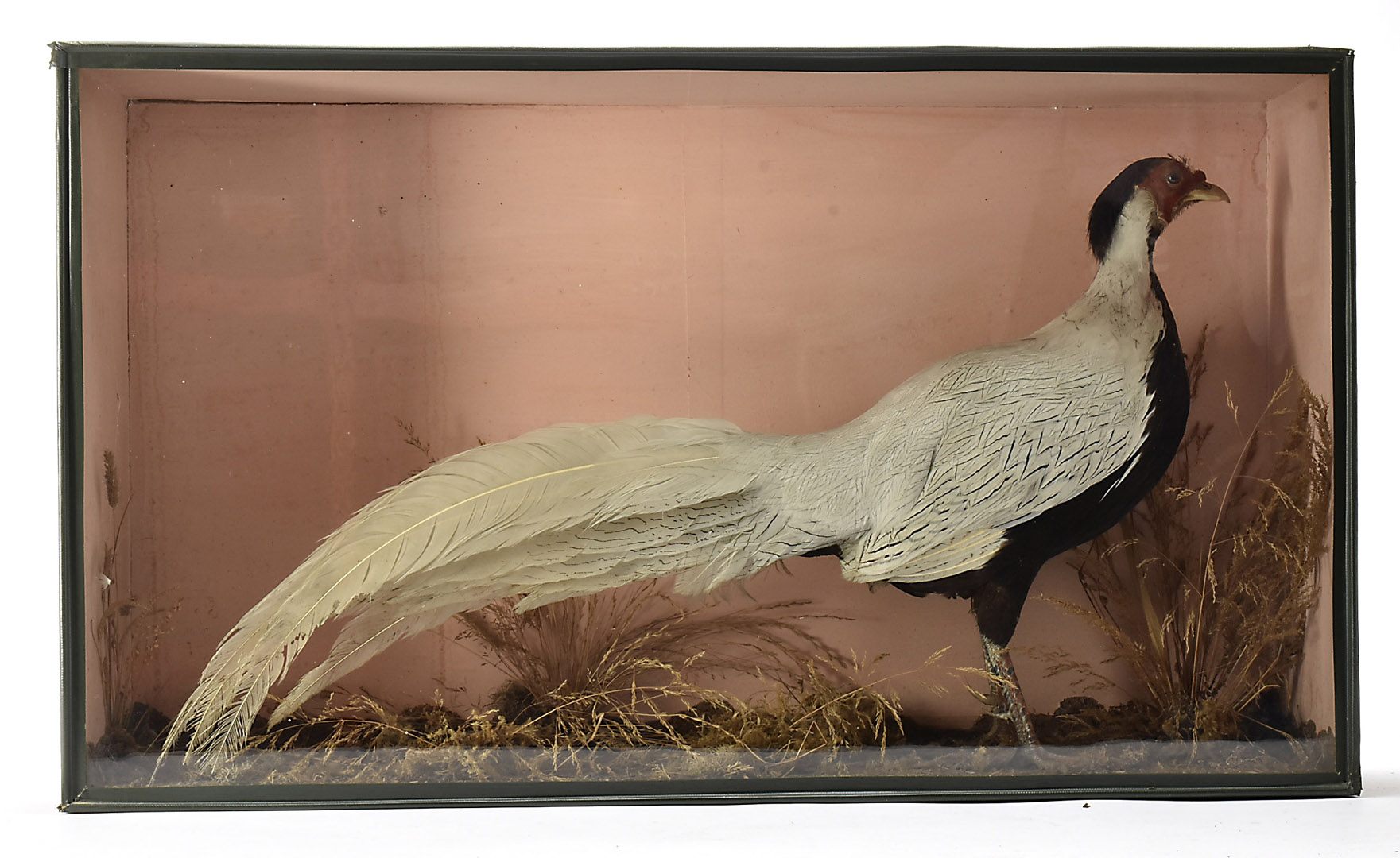 Taxidermy, Silver Pheasant, a male specimen mounted in a flat fronted wood and glass case, grass