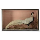 Taxidermy, Silver Pheasant, a male specimen mounted in a flat fronted wood and glass case, grass