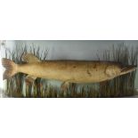 Taxidermy, Pike, a well presented specimen in a bow fronted wood and glass case with river bed