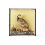 Taxidermy, a vintage French/Red Legged partridge mounted in a glass fronted case with rock and