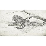 A Peyton dry point etching, Leopard, limited edition 13/100 22.5 cm X 35 cm