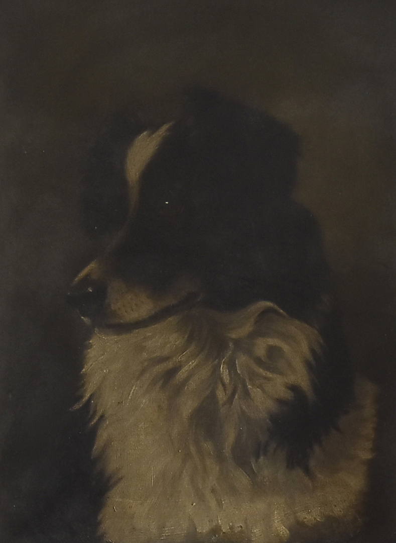 English School, 19th Century, oil on canvas, portrait of a collie dog, 40 cm x 30 cm, gilt frame