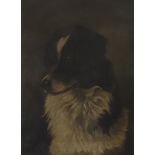 English School, 19th Century, oil on canvas, portrait of a collie dog, 40 cm x 30 cm, gilt frame