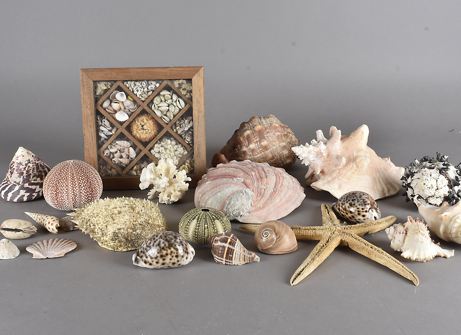 A large collection of sea shells, to include conch, clam, starfish, etc (two boxes)
