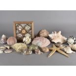A large collection of sea shells, to include conch, clam, starfish, etc (two boxes)