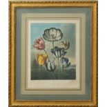 ROBERT JOHN THORNTON (1768-1837): TULIPS; AND A GROUP OF CARNATIONS