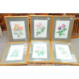 Six framed and glazed studies of flowers.