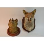 Two foxes heads mounted on a wooden plaque