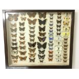 A glass lidded drawer of labelled butterfly sample