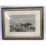 A framed and glazed print after 'Thomas Sidney Cooper' of a cow with sheep. Size approx 61x48cm