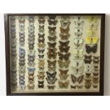 A glass lidded drawer of labelled butterfly sample