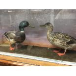 Taxidermy intrest, ducks in a fitted glazed case ,