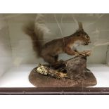 Taxidermy intrest, a glazed brown squirrel