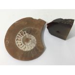 A polished Fossil diam 19cm and a piece of polishe