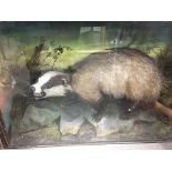 Taxidermy intrest a badger in a glazed case